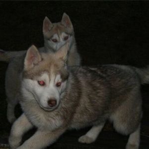 Meet your Posher, Bazinga